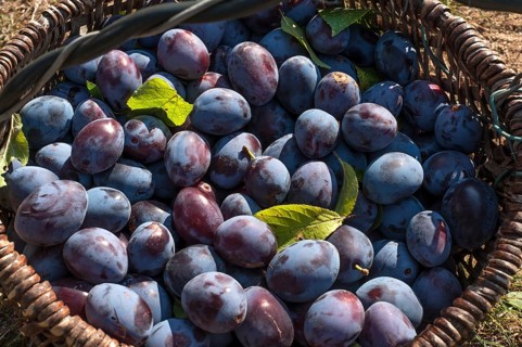 Freshly picked plums