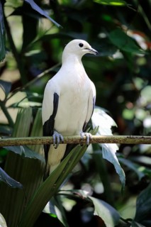 Pied Imperial Pigeon