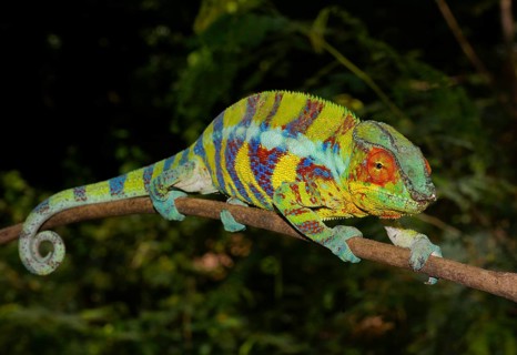 Panther chameleon