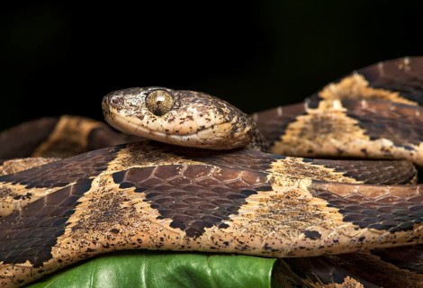 Cat-eyed snake