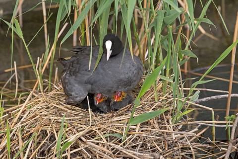 Coot