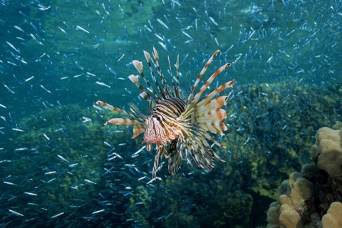 Red lionfish