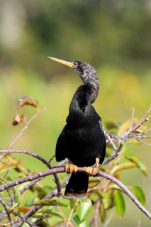 Snakebird