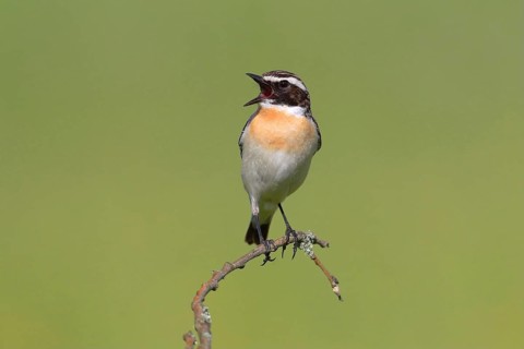 Whinchat