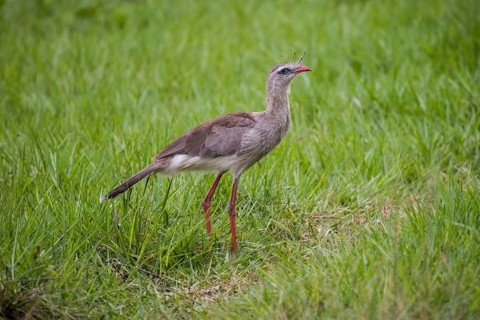 Red-legged seriema