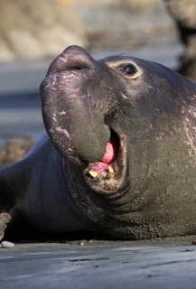 Northern Elephant Sealenbulle