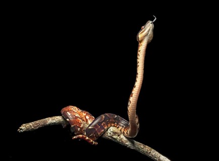 Malagasy Tree Boa