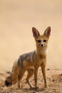 Cape Fox