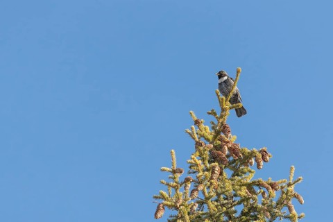 Ring ouzel