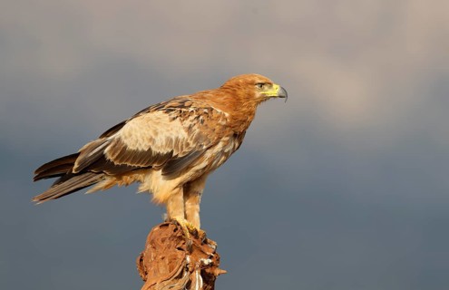 Tawny eagle