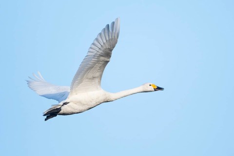 Bewick's swan