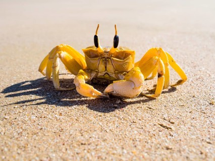 Ghost crab