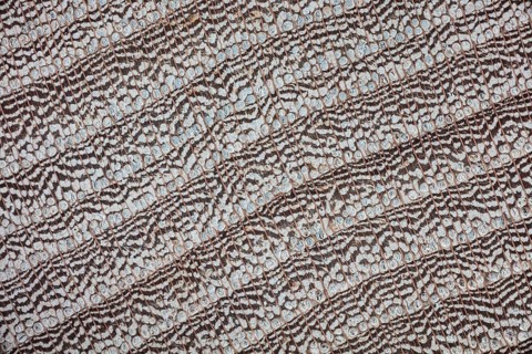 Photomicrograph