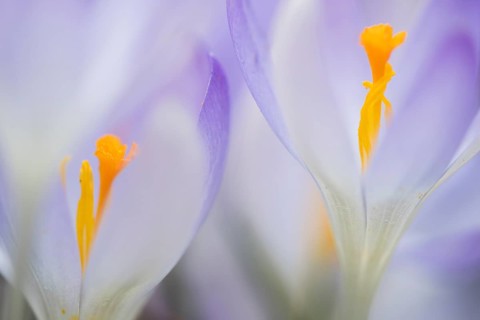 Woodland crocus