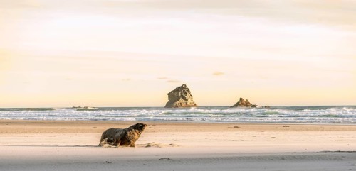 New Zealand sea lion