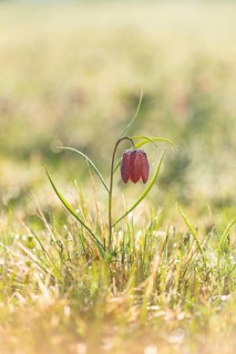 Snake's Head Fritillary