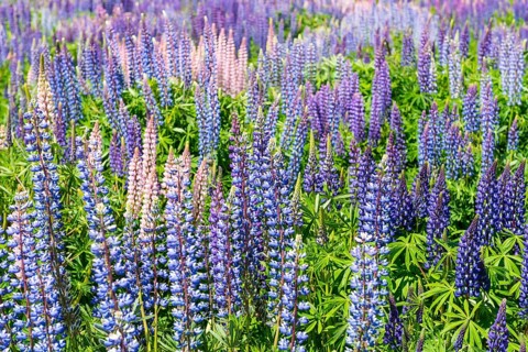 Purple flowering Large-leaved lupines