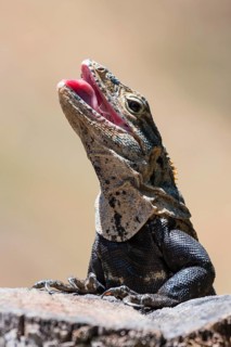 Close-up of black spiny-tailed iguana