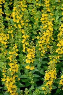 Spotted loosestrife