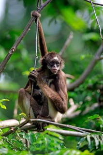 White-bellied spider monkey