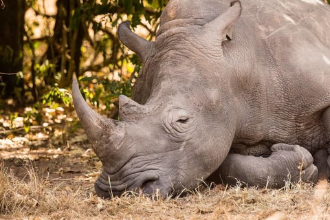 Northern white rhinoceros