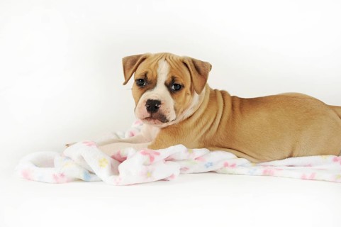 American Staffordshire Terrier