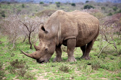 White rhinoceros