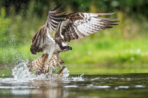 Fish eagle