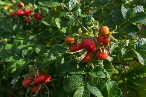 Rosehips of the Rugosa rose