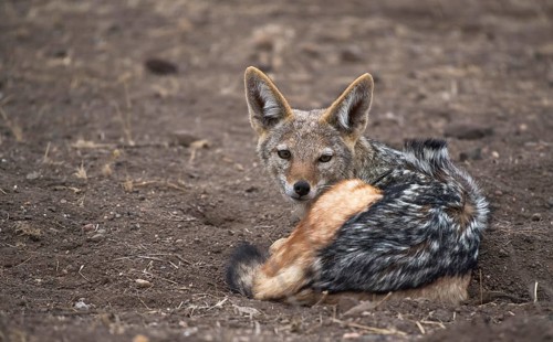 Black-backed jackal