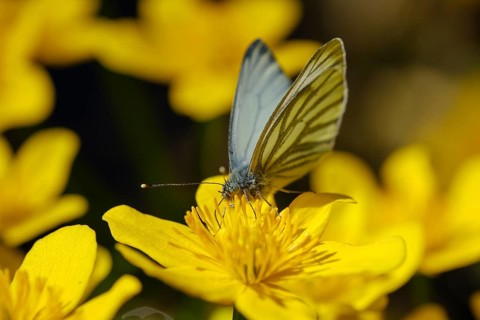 Green-veined white