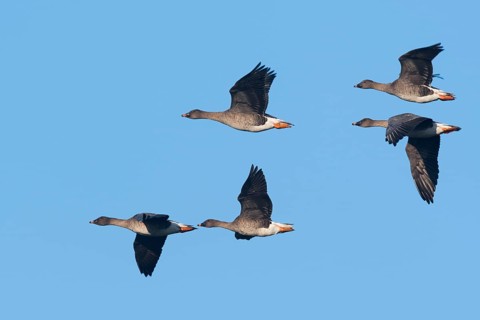 Bean Geese
