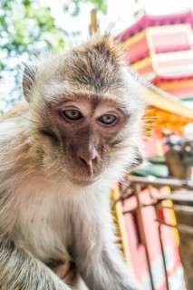 Monkey