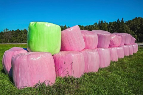 Silage bales in pink and green plastic wrap