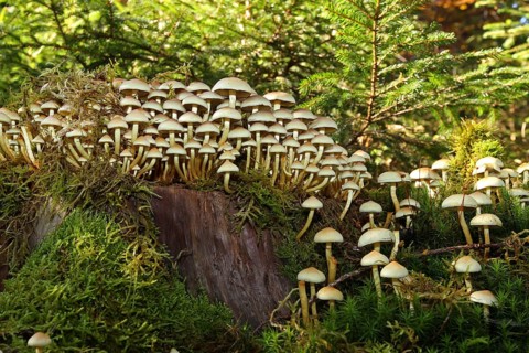 Sheathed woodtuft