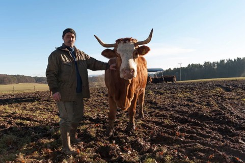 Farmer with Salers cow in pasture