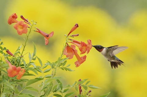 Ruby-throated Hummingbird