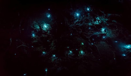 Bioluminescence