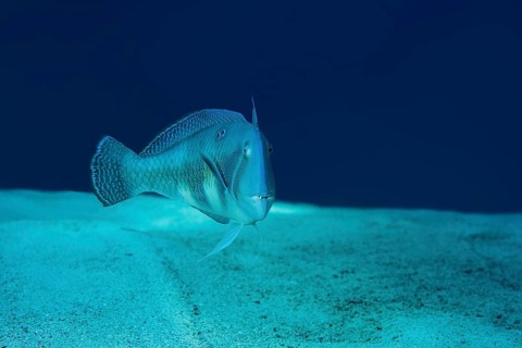 Pearly Razorfish