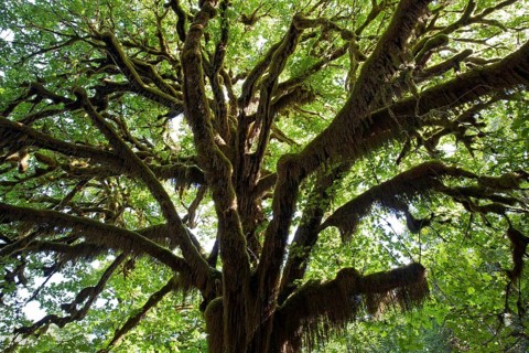 With moss overgrown tree in the Quinault Rainforest near Quinault