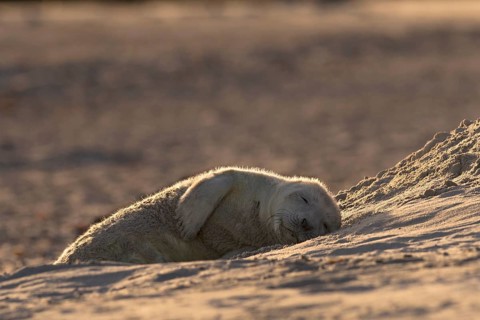 Gray Seal