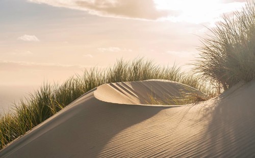 Lush sand dune