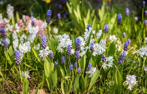 Flowerbed