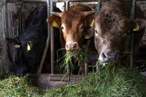 Young cattle