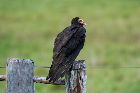Lesser yellow-headed vulture
