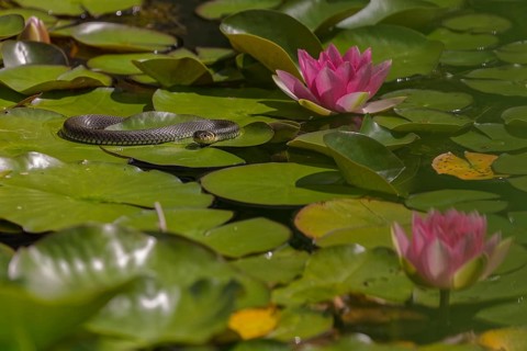 Grass snake