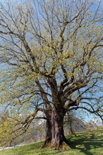 Large-leaved Linden