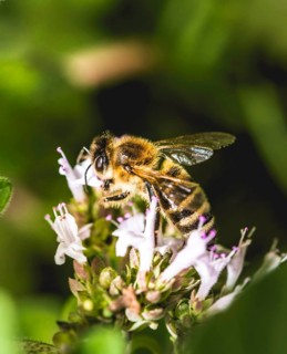 European honeybee