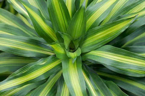 Dracaena fragans