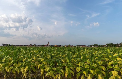 Tobacco plant cultivation
